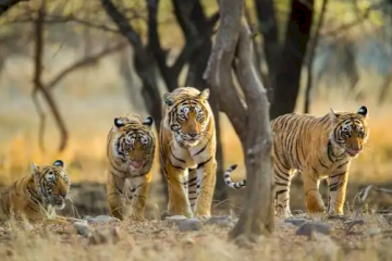 Discover the Wild Wonders of Kanha National Park, Madhya Pradesh